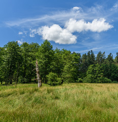 Fototapeta na wymiar stub of dead tree in meadow between forests, white clouds on blu
