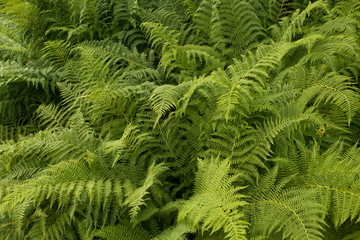 Fototapeta na wymiar Abstract green fern leaf texture, nature background, tropical leaf.