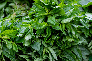 close up fresh mint in market