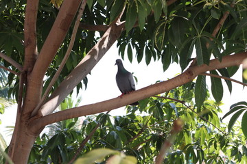 bird on a branch
