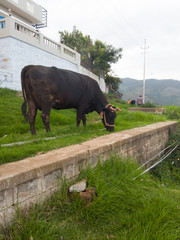 cows on the road