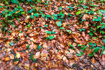 Autumn landscape in La Fageda de Grevolosa park in Barcelona, Catalonia