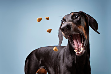 Doberman treat catching