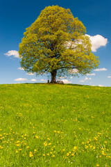 Fototapeta na wymiar single big linden tree in meadow at springtime