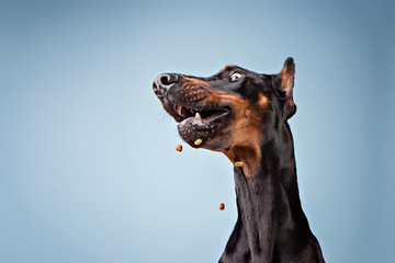 Doberman treat catching