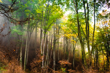 Autumn landscape in La Fageda de Grevolosa park in Barcelona, Catalonia