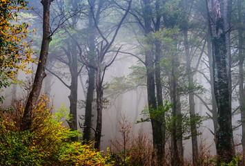 Autumn landscape in La Fageda de Grevolosa park in Barcelona, Catalonia