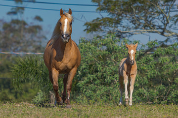 Fototapeta premium Potro Quarto de Milha