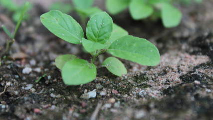 green sprout growing in soil