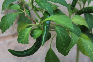 green peppers on the vine