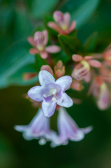 Fototapeta na wymiar Close-up of a flower in a garden
