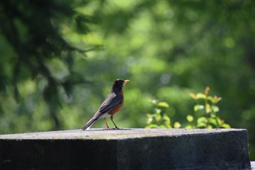 A robin in a park against a beautiful green background