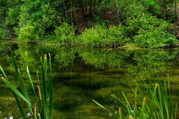 Obraz na płótnie Canvas Reflection of bushes on the swamp water