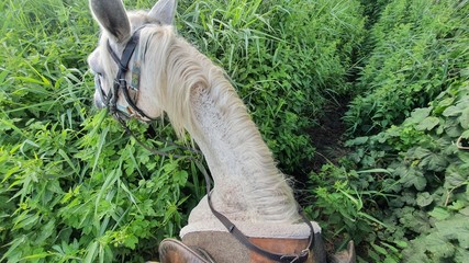 horse in the grass