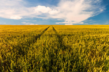 Scenic view at beautiful summer day in a wheaten shiny field with golden wheat and sun rays, deep blue cloudy sky and road, rows leading far away, valley landscape