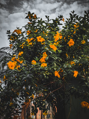 autumn leaves on a tree