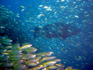 Fototapeta na wymiar Teeming with marine life underwater in Thailand