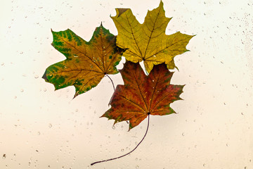 Autumn maple leaves close-up on the wet glass of the window against the background of the sky. Rain outside the window on an autumn day. Black and white photo.