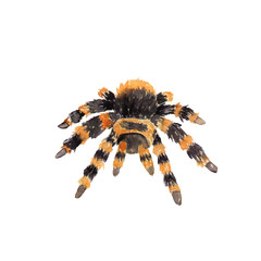 watercolor drawing of an animal - big spider, ovate