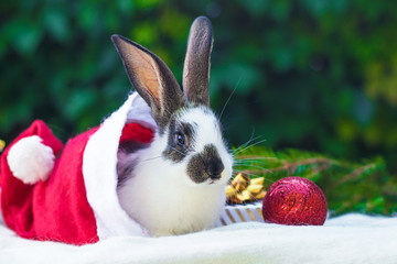 Fototapeta na wymiar new year with pets. rabbit in santa claus hat with boxes of gifts under the fir. Holidays, winter and celebration concept. christmas card with bunny, banner, copy space, text