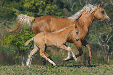 Obraz premium Potro Quarto de Milha