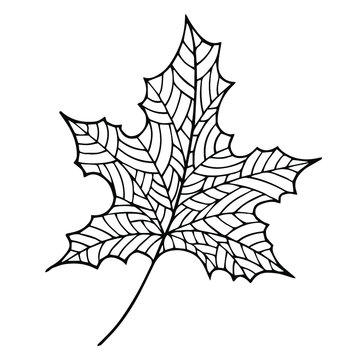 Autumn leaf vector graphic. Doodle line art element for design, decor, print, web, coloring books. Outline isolated foliage.