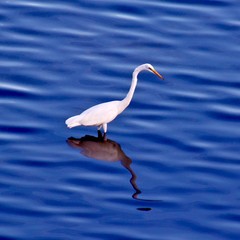 Egret Reflection