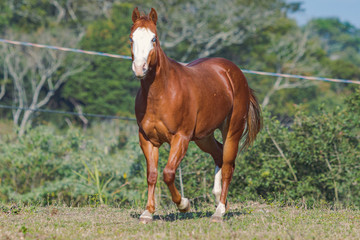 Potro Quarto de Milha