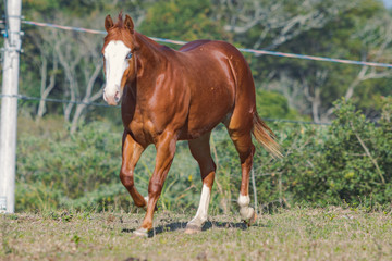 Fototapeta premium Potro Quarto de Milha
