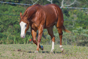 Potro Quarto de Milha