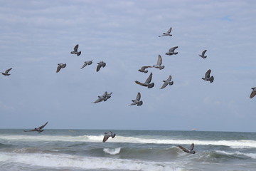seagulls in flight