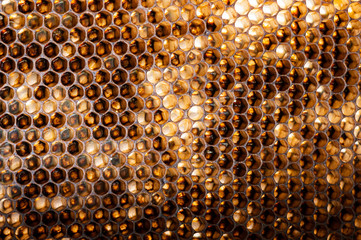 Leere Honigwabe aus einem Bienenstock