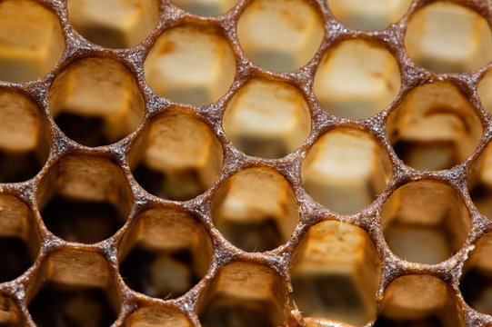 Leere Honigwabe aus einem Bienenstock