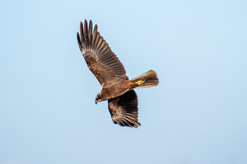 Aguilucho lagunero 