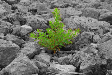 Single Green Plant Among Gray Rocks