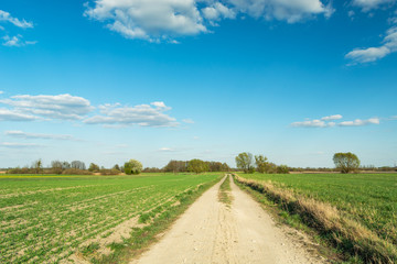 Fototapeta na wymiar A dirt road through green fields, horizon and blue sky