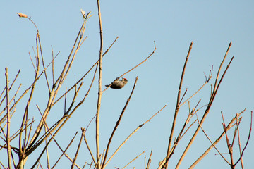 Pipa Pau Anão Barrado