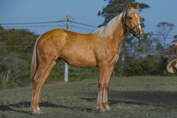 Potro Quarto de Milha