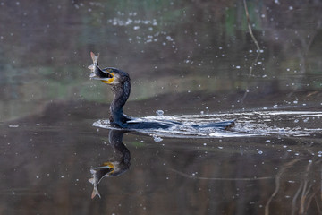 Cormoran cazando