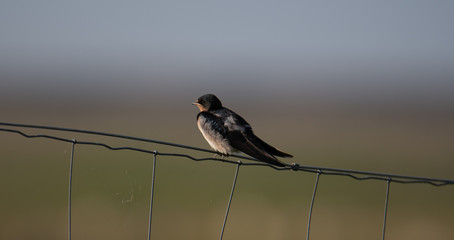 Junge Schwalbe sitzen auf Maschendraht 