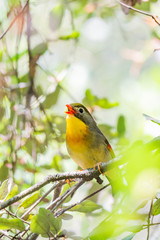 Ruise&ntilde;or del Japon