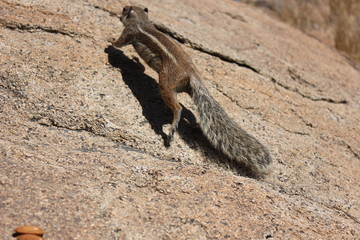 Fuerteventura Espagne Spain