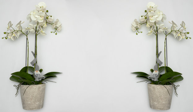 Orchidee mit einem Zwerg als Hintergrund