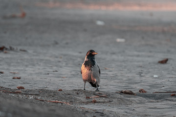 hooded Crow