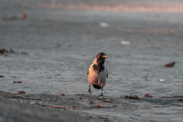 hooded Crow
