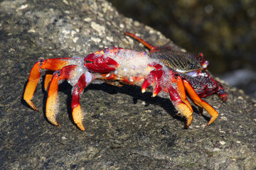 rote_Klippenkrabbe