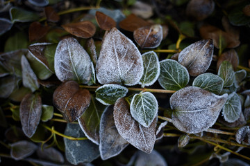 Frosted leaves covered with ice in a frosty morning garden. View from above.