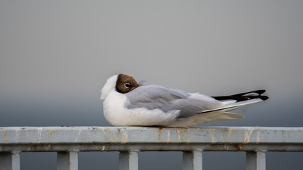 Lachmöve auf ein geländer sitzen und schlafen 