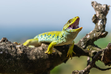 Lagarto Ocelado