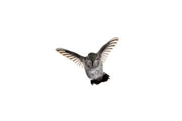 Immature male Anna's hummingbird with wings up in flight looking down on a white background